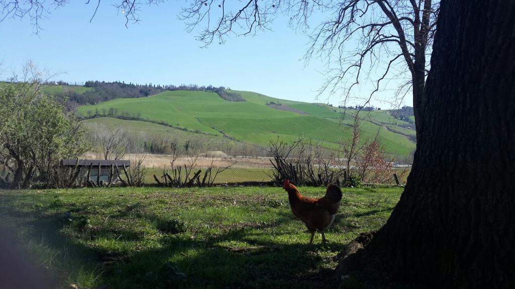 Agriturismo Molino Nuovo Castel San Pietro Terme Dış mekan fotoğraf